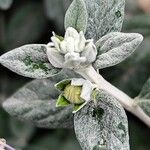 Teucrium fruticans Blatt