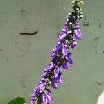 Plectranthus barbatusFlower