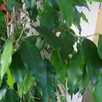 Ficus benjamina Inny