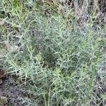 Genista scorpius Habit