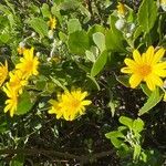 Chrysanthemoides monilifera Kukka