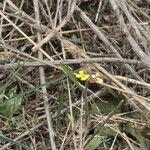 Sisymbrium orientale Flor