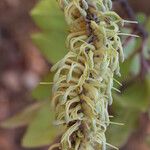 Faurea rochetiana Blüte