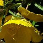 Oenothera fruticosa फूल