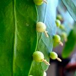 Pseudorhipsalis ramulosa Fruit