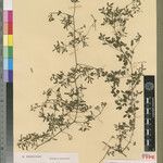 Cyphostemma manambovensis Other