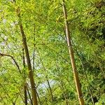 Phyllostachys edulis Hábito