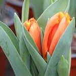 Tulipa spp. Fiore