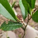 Sorocea bonplandii