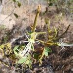 Bauhinia ungulata Flower