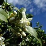 Citrus sinensis Annet