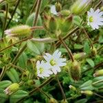 Cerastium diffusum Fula
