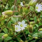 Cerastium diffusum Λουλούδι