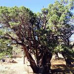 Juniperus deppeana Habit