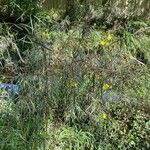 Ludwigia longifolia Hábitos