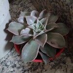 Echeveria canteLiść