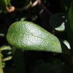 Arctostaphylos uva-ursi 葉