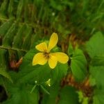 Viola glabella Lorea
