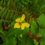 Viola glabella Flor