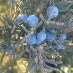 Juniperus virginiana 果実