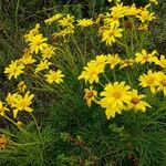 Coreopsis gigantea Žiedas