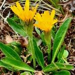 Scorzoneroides helvetica Flower