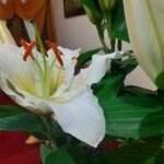 Lilium longiflorum Blomst