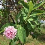 Dais cotinifolia Λουλούδι