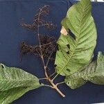 Rustia costaricensis অন্যান্য