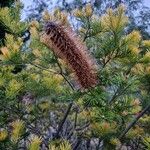 Banksia ericifolia Blomma