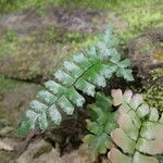 Adiantum vogelii Folla