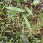 Panicum trichanthum Hoja