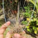 Tillandsia filifolia Ліст