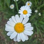 Tanacetum cinerariifolium Flor