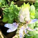 Coleus caninus Flower