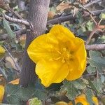 Fremontodendron mexicanum Floare