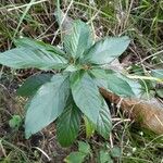 Frangula caroliniana Leaf