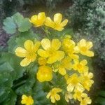 Ranunculus cortusifolius Λουλούδι