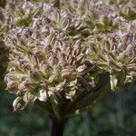 Angelica triquinata 整株植物