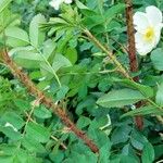 Rosa spinosissima Kůra