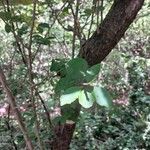 Xylosma flexuosa Hoja