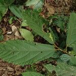 Duboscia macrocarpa Hoja