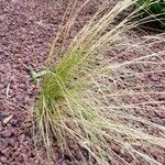 Eragrostis curvula Habitus