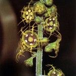 Mitella pentandra Λουλούδι