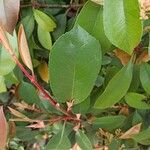 Photinia × floribunda