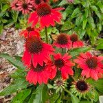 Echinacea purpurea ᱵᱟᱦᱟ