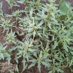 Solanum triflorum পাতা