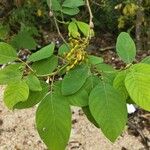 Dendrolobium umbellatum Leaf