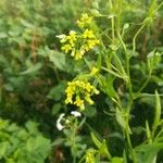 Camelina sativa Flor