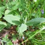 Lepidium drabaDeilen